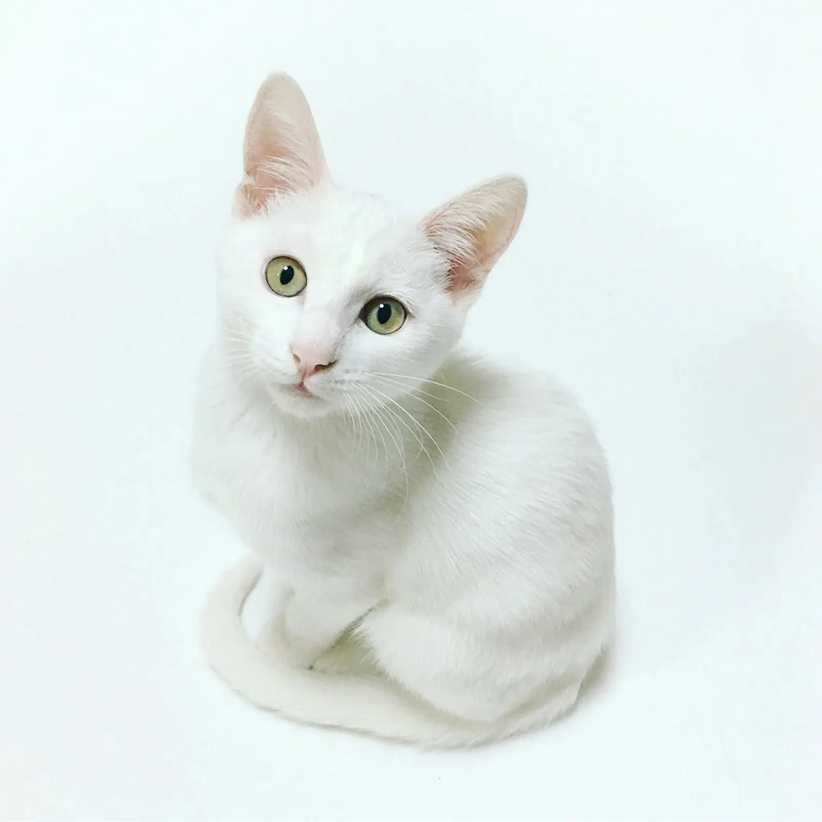 Kedi Kumu Seçerken Nelere Dikkat Edilmeli?