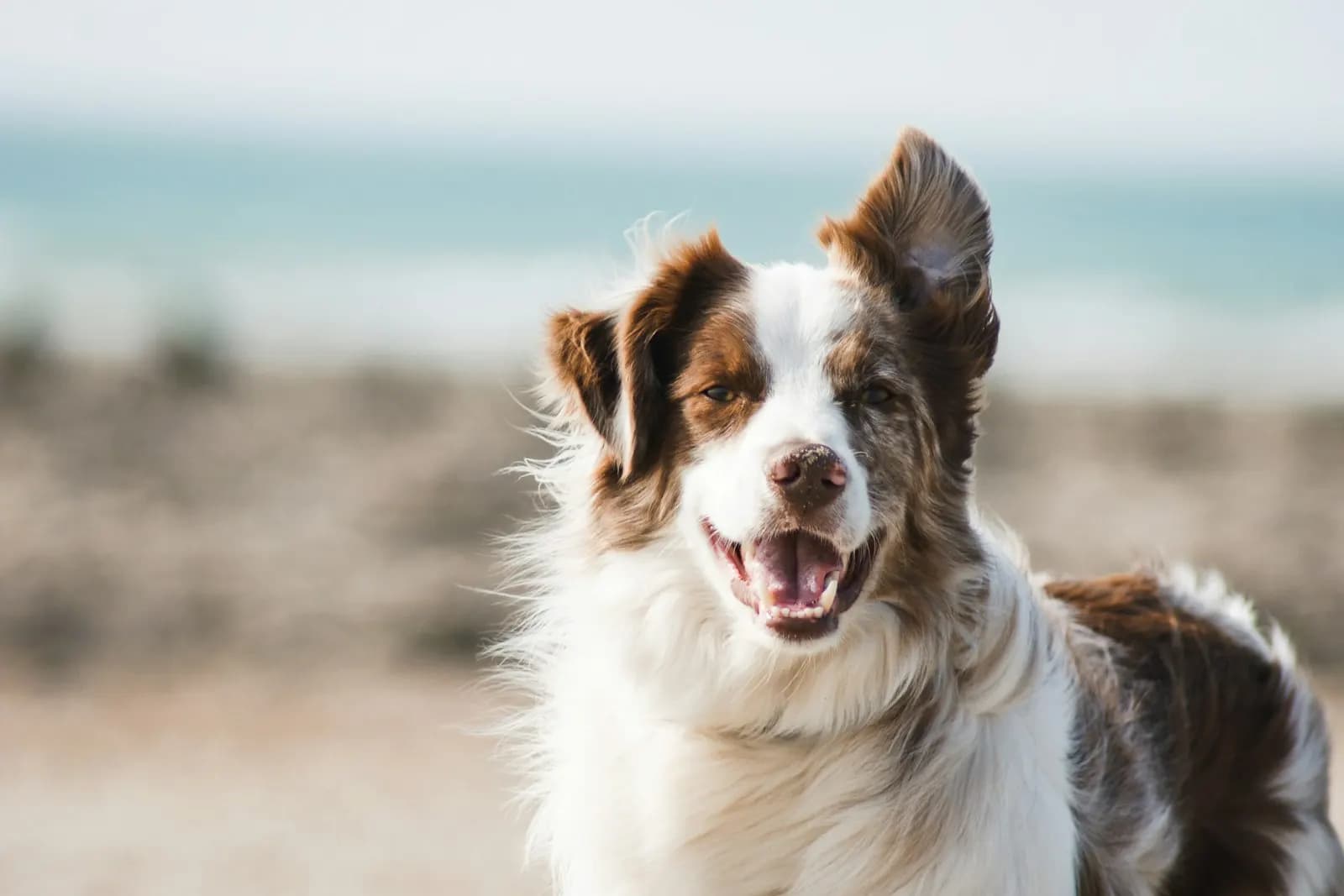 Köpeklerde Aşı Takvimi: Hangi Aşı Ne Zaman?