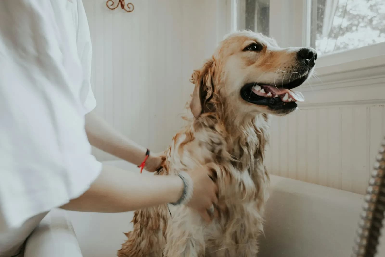Kedi & köpek kuaförü