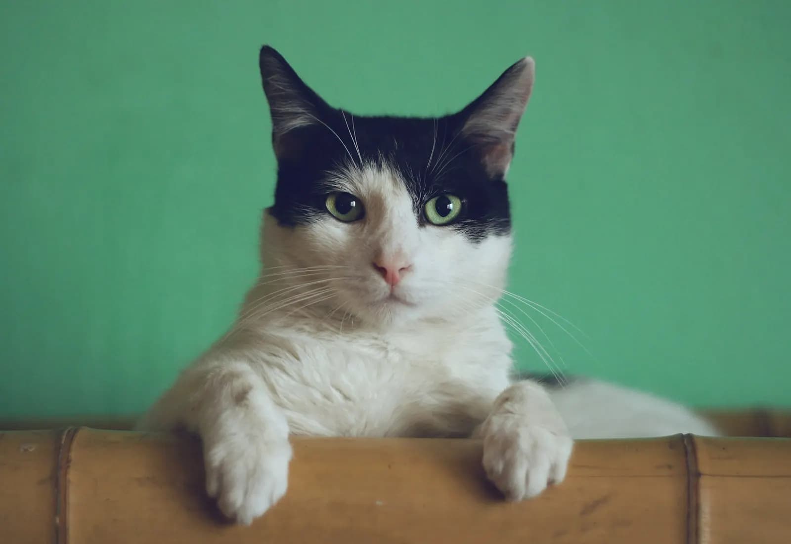Kedi